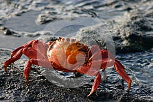 Sally Lightfoot Crab photo