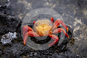 Sally Lightfoot Crab