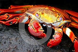 Sally Lightfoot Crab