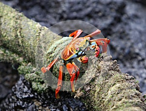 Sally Lightfoot Crab