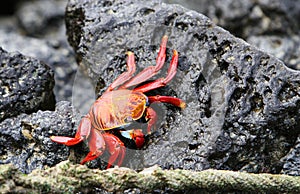 Sally Lightfoot Crab photo