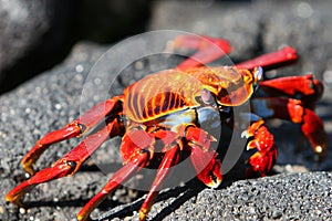 Sally Lightfoot Crab