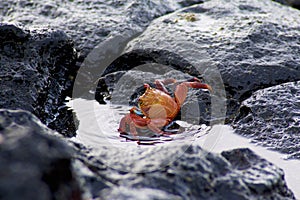 Sally Lightfoot Crab 832144