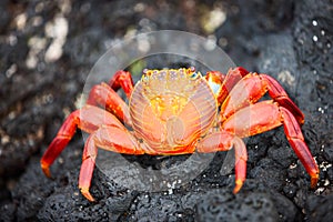 Sally lightfoot crab photo