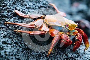 Sally lightfoot crab photo