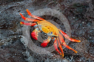 Sally lightfoot crab on a black rock.