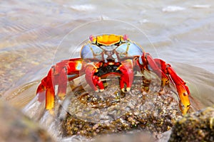 Sally lightfoot crab on Chinese Hat island, Galapagos National P