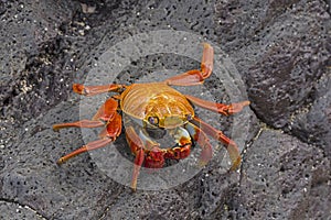 Sally Lightfoot Crab on a coastal Rock