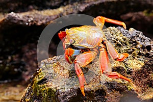 Sally lightfoot crab feeding on Chinese Hat island, Galapagos Na