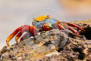 Sally lightfoot crab feeding on Chinese Hat island, Galapagos Na