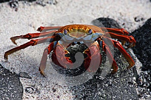 Sally lightfoot crab, Galapagos photo