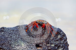 Sally lightfoot crab on Galapagos