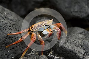 A Sally Lightfoot Crab on Galapagos Island photo