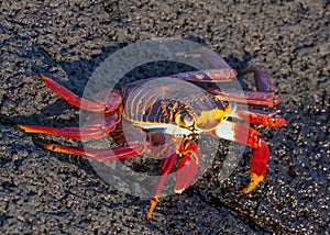 Sally Lightfoot Crab, Galapagos Islands