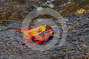 Sally Lightfoot Crab, Galapagos Islands