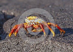 Sally Lightfoot Crab, Galapagos Islands