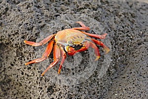 Sally Lightfoot Crab, Galapagos Islands