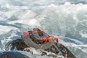 Sally Lightfoot crab on Galapagos Islands