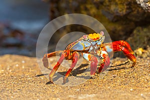 Sally Lightfoot crab on Galapagos Islands