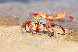 Sally Lightfoot crab on Galapagos Islands