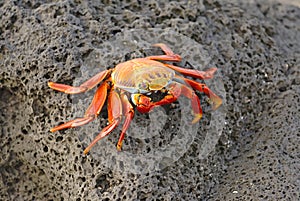 Sally Lightfoot Crab, Galapagos Islands photo