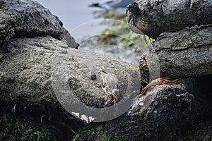Sally lightfoot crab (Grapsus grapsus photo