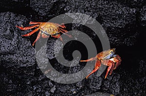 Sally Lightfoot Crab, grapsus grapsus, Adults standing on Rocks, Galapagos Islands photo