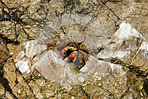 Sally Lightfoot Crab, grapsus grapsus, Ballestas Islands in Paracas Reserve in Peru photo