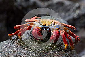 Sally Lightfoot Crab Grapsus grapsus on a lava rock, Galapagos photo