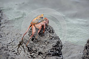 Sally Lightfoot crab Grapsus grapsus on lava, Urbina Bay, Isabela Island, Galapagos Islands