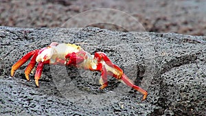 Sally lightfoot crab (Grapsus grapsus) molting on Chinese Hat island, Galapagos National Park, Ecuador