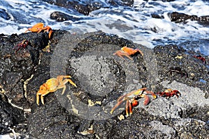Sally lightfoot crab Grapsus grapsus on rock photo