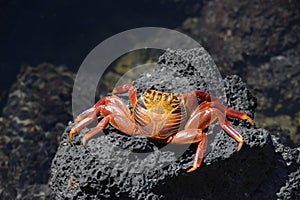 Sally Lightfoot crab, Grapsus grapsus, Santa Cruz Island photo