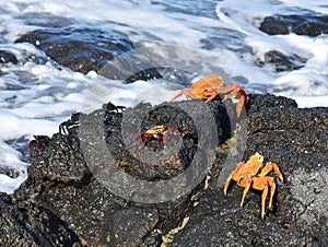 Sally lightfoot crab Grapsus grapsus on rock photo