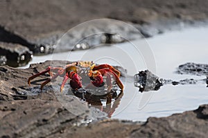 Sally Lightfoot Crab, grapsus grapsus, on rock at Puerto Egas on Santiago, Galapagos Islands, Ecuador, South America. photo