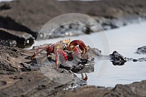 Sally Lightfoot Crab grapsus grapsus on rock at Puerto Egas on Santiago, Galapagos Islands, Ecuador, South America photo