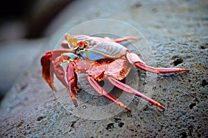 A Sally lightfoot crab Grapsus grapsus. Galapagos Islands photo
