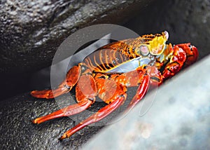 A Sally lightfoot crab Grapsus grapsus. Galapagos Islands photo