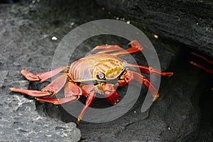 Sally Lightfoot Crab (Graspus Graspus)