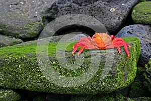 Sally Lightfoot Crab (Graspus Graspus) photo