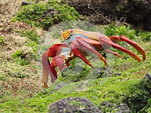 Sally Lightfoot Crab on lava rocks