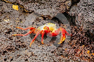 Sally lightfoot crab molting on Chinese Hat island, Galapagos Na