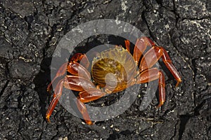 Sally Lightfoot crab, red rock crab, abuete negro Grapsus grapsus.