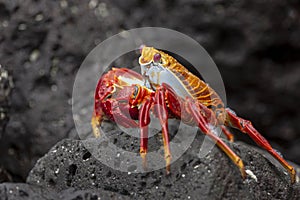 Sally Lightfoot Crab or Red Rock Crab in Galapagos Islands