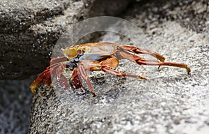 Sally Lightfoot Crab On Rock in Galapagos Islands