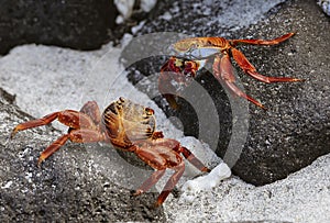 Sally Lightfoot Crab On Rock in Galapagos Islands
