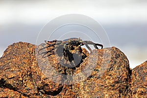 Sally Lightfoot Crab on rocks