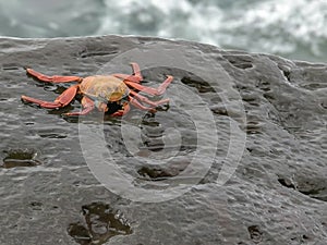 Sally lightfoot crab on a rocky shore at isla espanola in the galpapgos photo