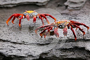 Sally lightfoot crab on Santiago Island in Galapagos National Pa photo