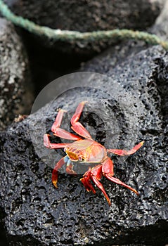 Sally Lightfoot Crab on Volcanic Rock